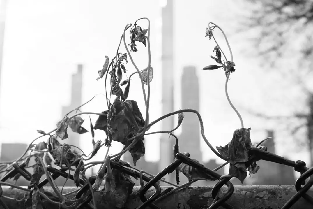 Supertall skyscrapers of Billionaires' Row seen from Central Park, New York